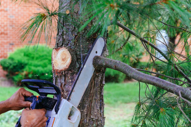 Best Arborist Consultation Services  in Osceola, AR